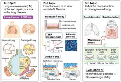 Frontiers | Lung Microvascular Niche, Repair, and Engineering